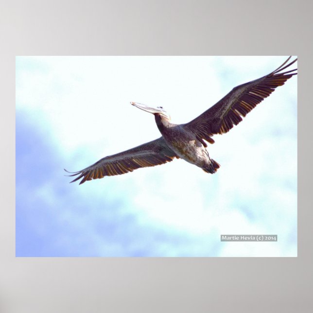 Pelican Soars Print Poster (Vorne)