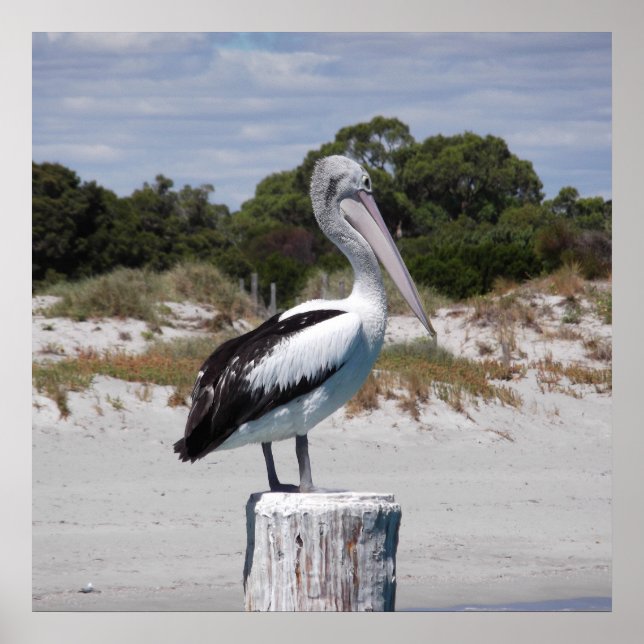 Pelican Stehend auf Post am Sandy Beach Poster (Vorne)