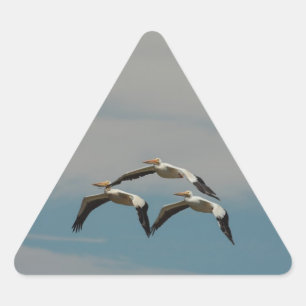 Pelican Sticker