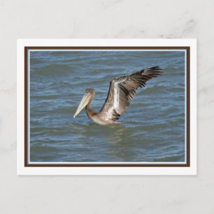 Pelican Stretch Postkarte
