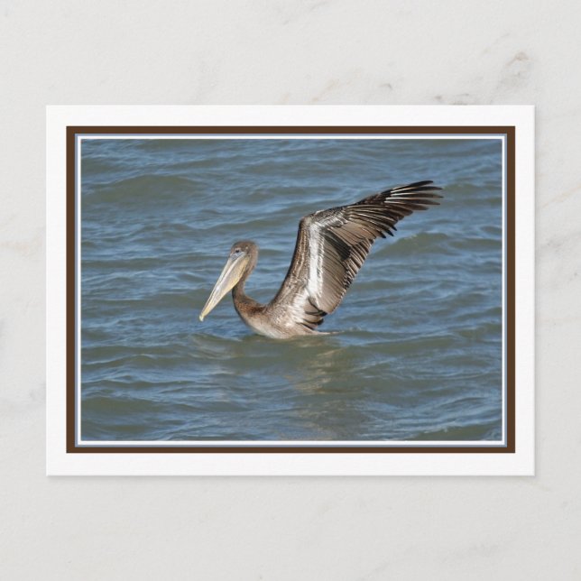 Pelican Stretch Postkarte (Vorderseite)