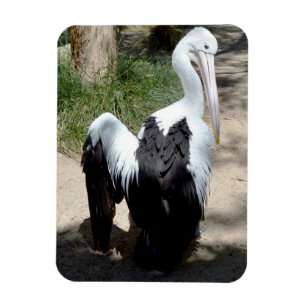 Pelican Time To Prepaid, Magnet
