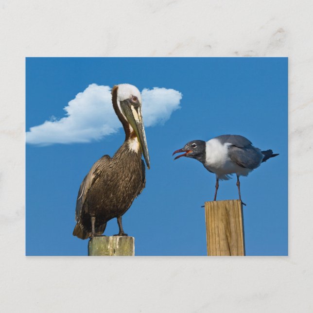 Pelican und Gull Postcard Postkarte (Vorderseite)