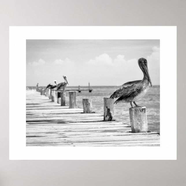 Pelicans Poster (Vorne)