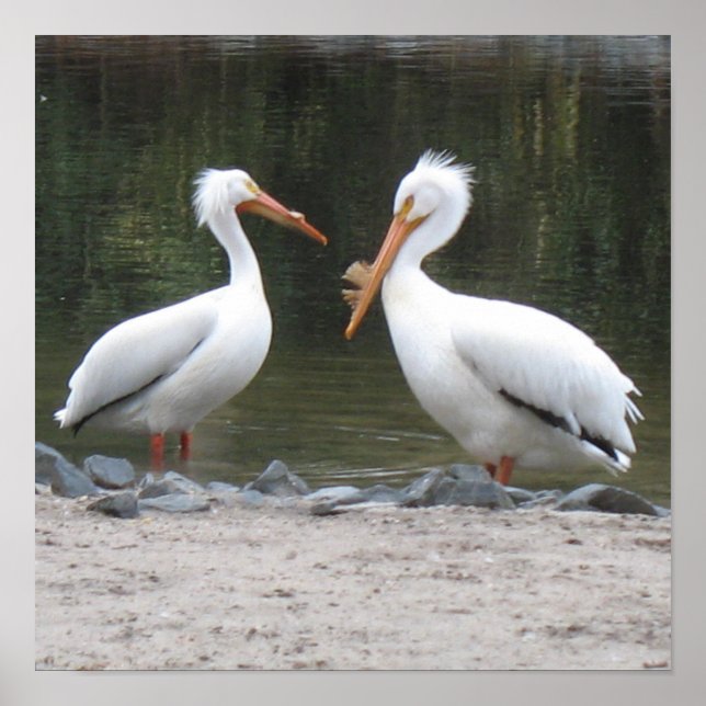 Pelicans Poster Print (Vorne)