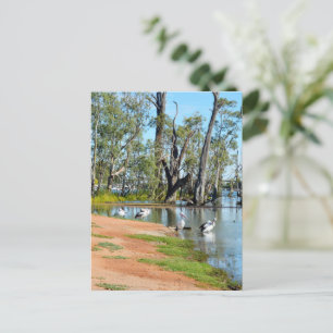 Pelicans Sunbaking River Murray, Postcard Postkarte