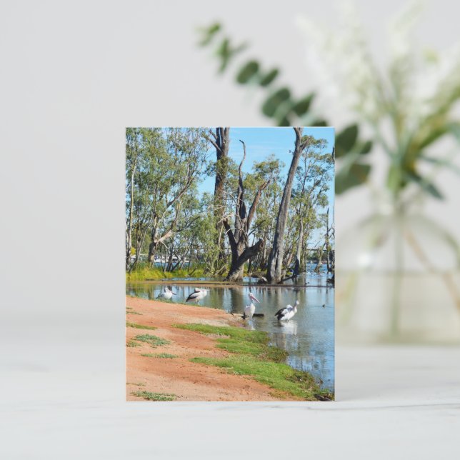 Pelicans Sunbaking River Murray, Postcard Postkarte (Stehend Vorderseite)