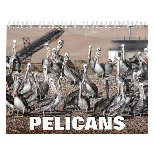 Pelicans Wall Calendar Kalender (Titelbild)