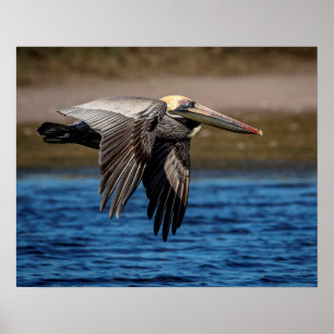 Pelikan 20x16 im Flug Poster