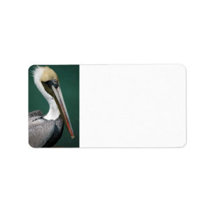 Pelikan Adressaufkleber