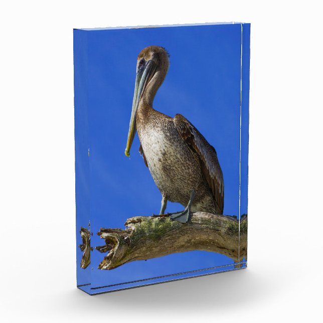 Pelikan an der Extremität Fotoblock (Links)