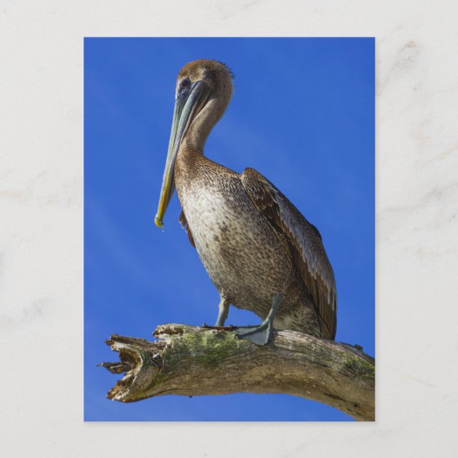 Pelikan an der Extremität Postkarte (Vorderseite)