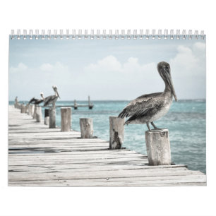 Pelikan an der Küste Kalender