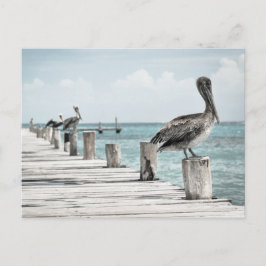 Pelikan an der Küste Postkarte