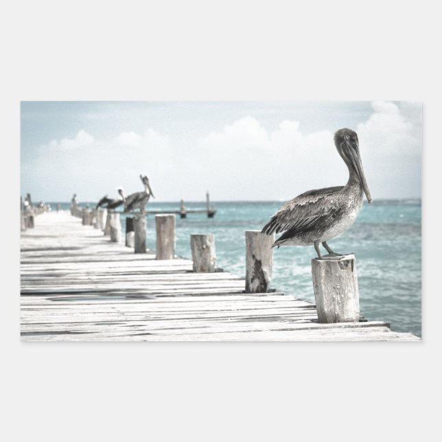 Pelikan an der Küste Rechteckiger Aufkleber (Vorderseite)