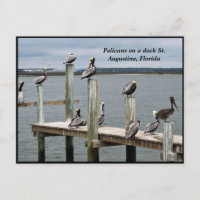 Pelikan auf einem Dock