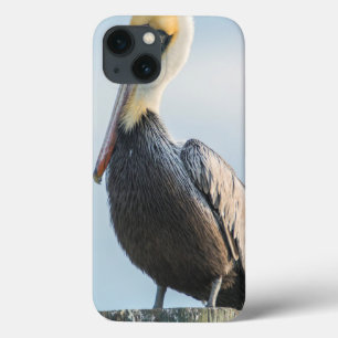 Pelikan auf Pylon sitzend iPhone 13 Hülle