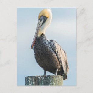 Pelikan auf Pylon sitzend Postkarte