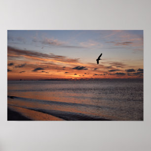 Pelikan fliegt bei Sonnenaufgang, Dauphin Island, Poster