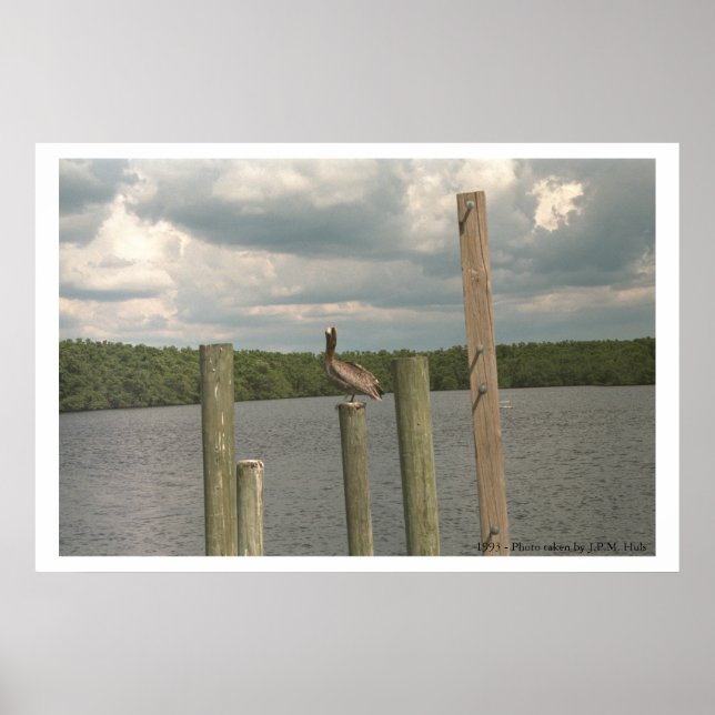 Pelikan in der Mitte Poster (Vorne)