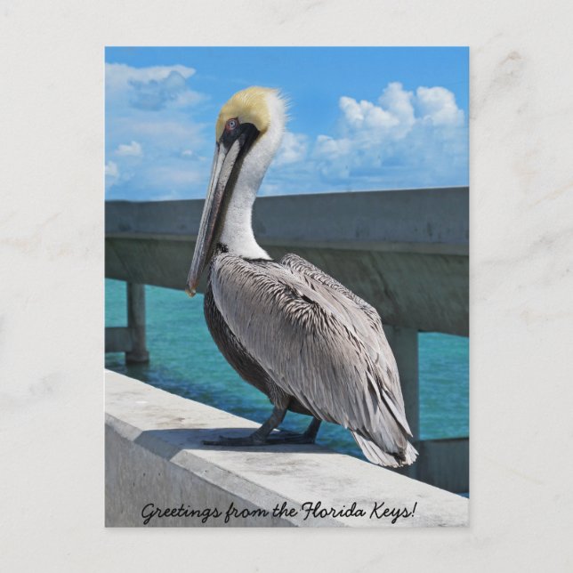 Pelikan in der Postkarte der Florida Keys (Vorderseite)