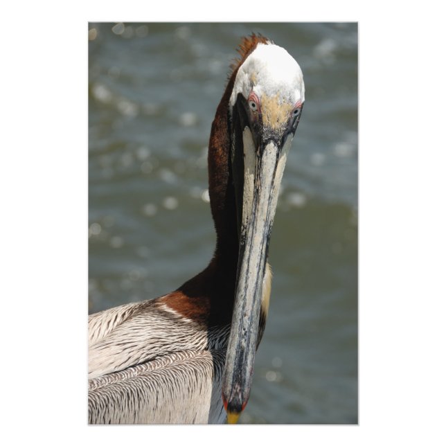 Pelikan in freier Wildbahn Fotodruck (Vorne)
