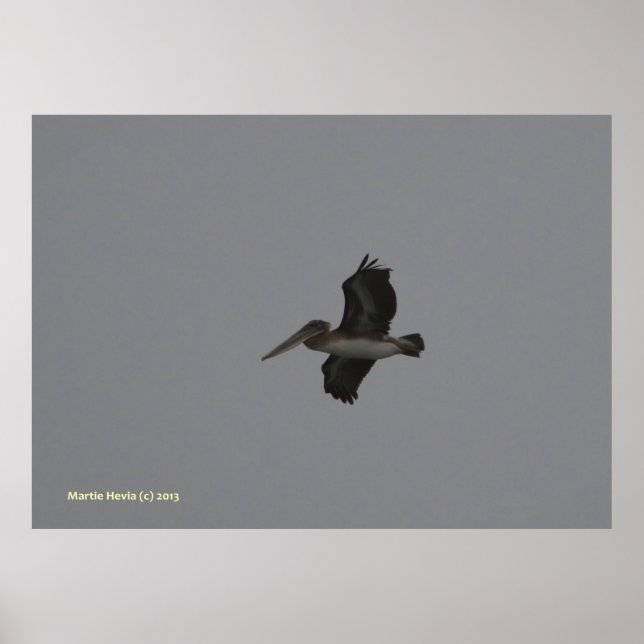 Pelikan in Miramar Poster (Vorne)