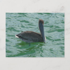 Pelikan Pelikane Postkarte