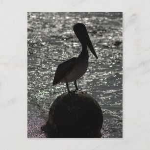 Pelikan Postkarte