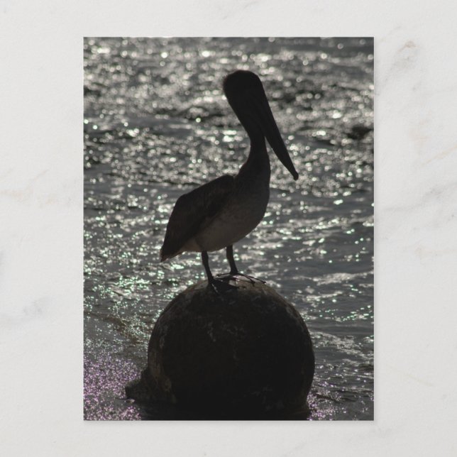 Pelikan Postkarte (Vorderseite)