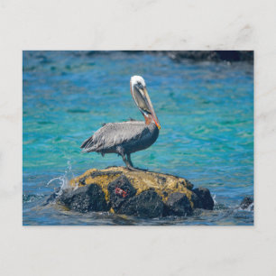Pelikan Postkarte