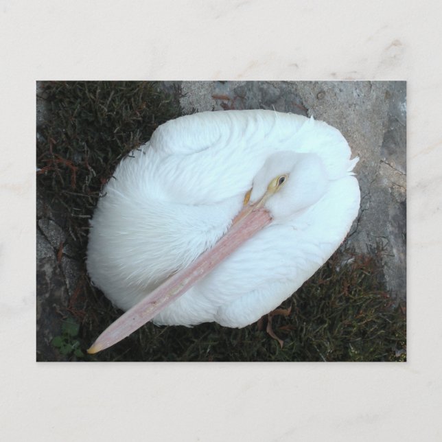 Pelikan Postkarte (Vorderseite)