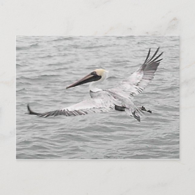 Pelikan Postkarte (Vorderseite)