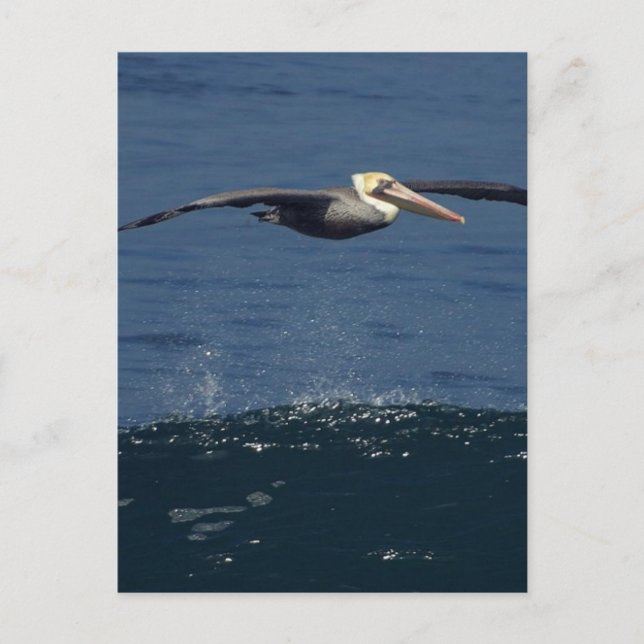 Pelikan Postkarte (Vorderseite)