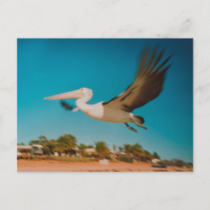 Pelikan Postkarte