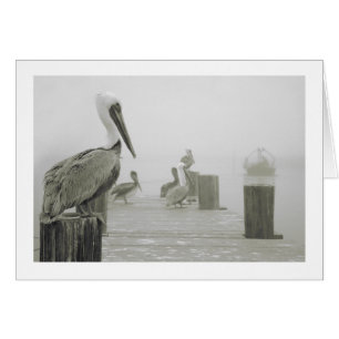 Pelikan- und Garneleboot