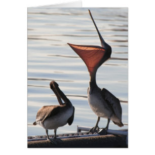 Pelikan-Vogel-Tier-Tiere