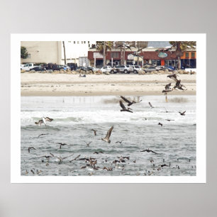 Pelikan-Vogel-Tier-Tiere Poster