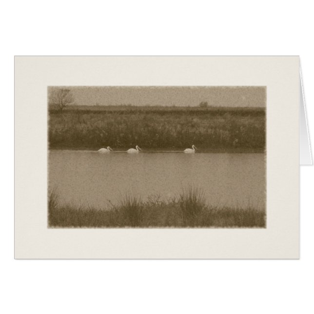 Pelikane (Vorderseite (Horizontal))