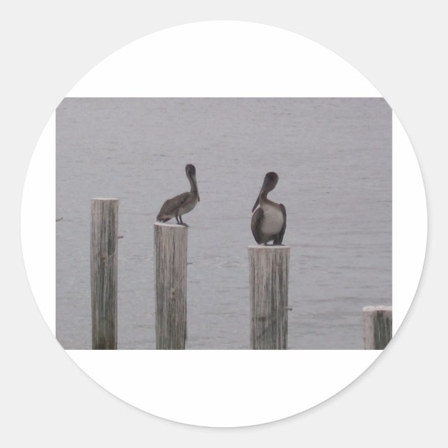 Pelikane 3 runder aufkleber (Vorderseite)