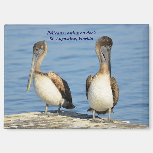 Pelikane auf Dock Magnet (Vorderseite)