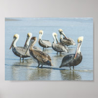Pelikane auf einem Strandposter in Florida