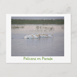 Pelikane auf Parade Postkarte