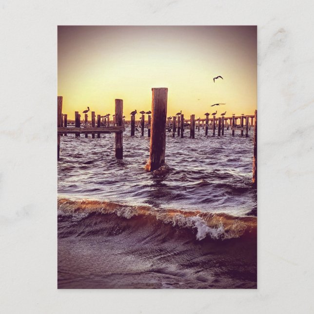 Pelikane bei Sonnenuntergang über der Bucht Postkarte (Vorderseite)