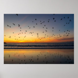 Pelikane bei Sunset - Venice Beach, CA Poster