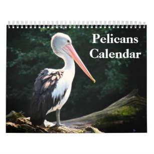 Pelikane Bird 2024 Kalender