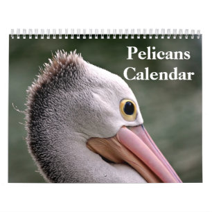 Pelikane Bird 2025 Kalender