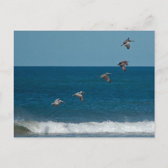 Pelikane, die in Formation fliegen, Costa Rica Postkarte (Vorderseite)