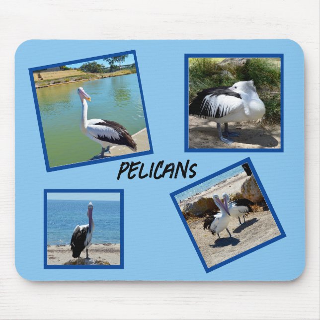 Pelikane, die weltweit Coolsten Vogel-Vier-Fotorah Mousepad (Vorne)