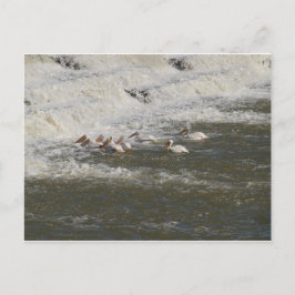 Pelikane Fischerei unter der Oberfläche Postkarte